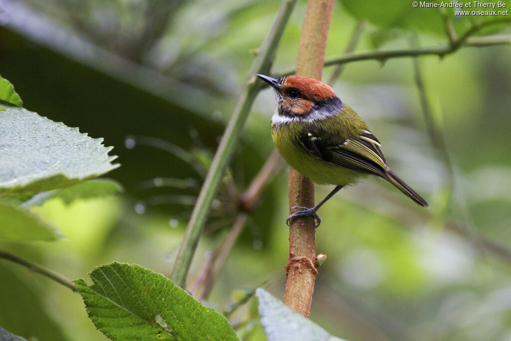 Rufous-crowned Tody-Flycatcher