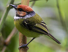 Rufous-crowned Tody-Flycatcher