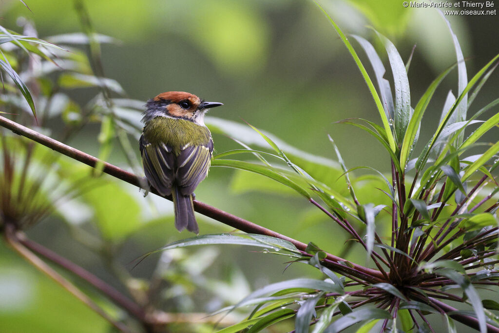 Rufous-crowned Tody-Flycatcher