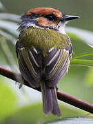 Rufous-crowned Tody-Flycatcher