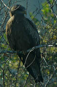 Yellow-billed Kite