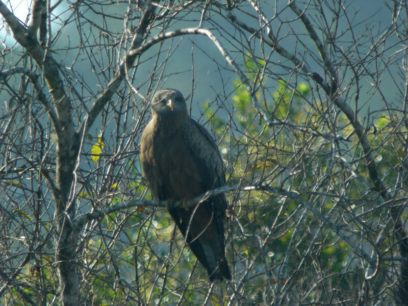 Yellow-billed Kite