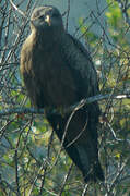 Yellow-billed Kite