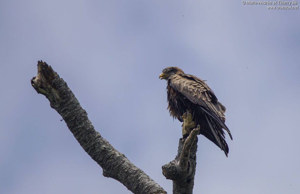 Yellow-billed Kite