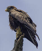 Yellow-billed Kite