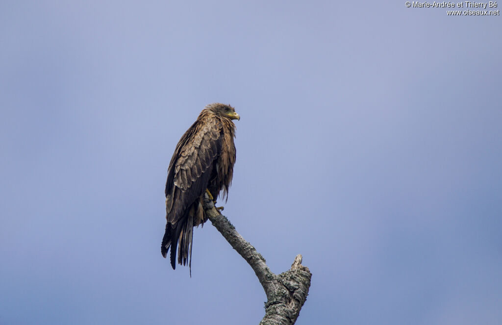 Yellow-billed Kite