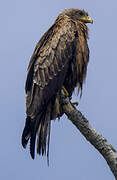 Yellow-billed Kite