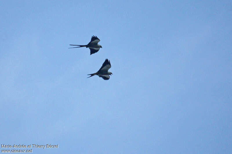 Swallow-tailed Kite, aspect, Behaviour