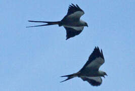 Swallow-tailed Kite