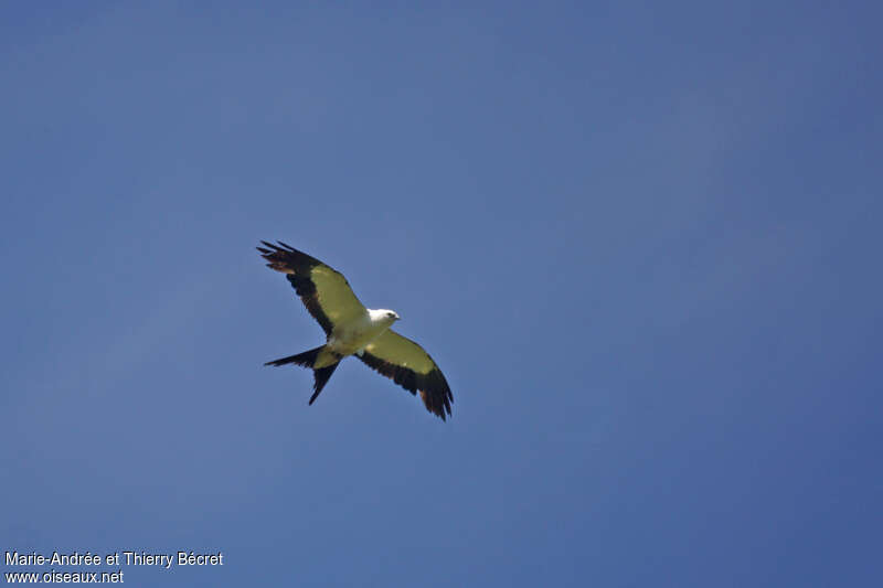 Swallow-tailed Kiteimmature, moulting