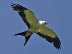 Swallow-tailed Kite