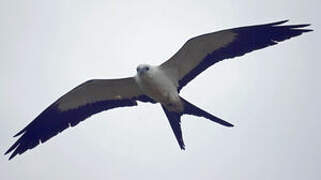 Swallow-tailed Kite