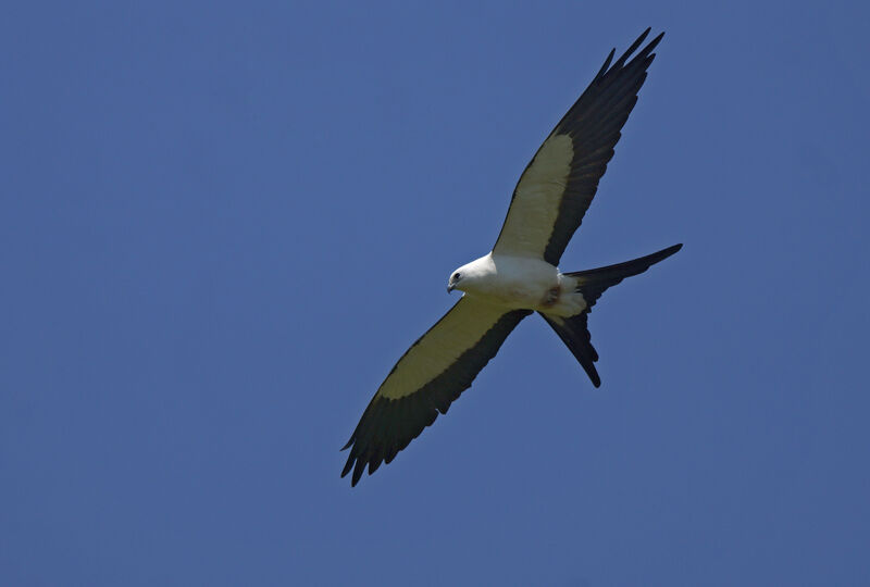 Swallow-tailed Kite, Flight