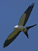 Swallow-tailed Kite