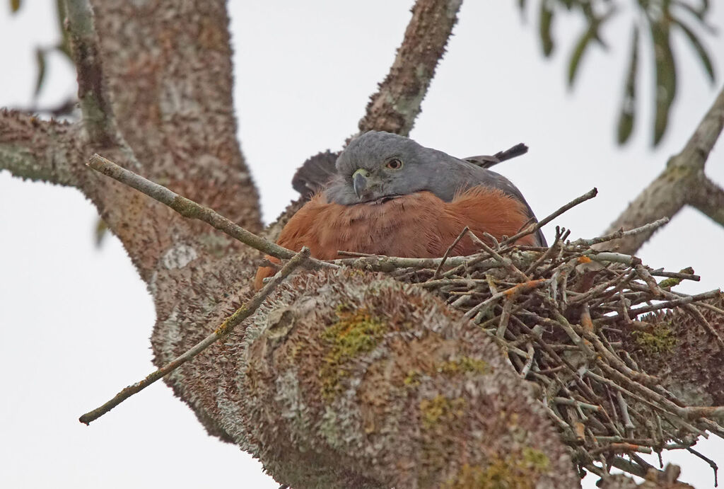 Double-toothed Kite, Reproduction-nesting