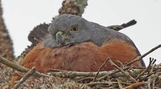 Double-toothed Kite