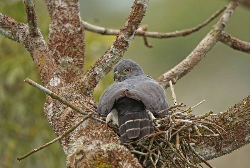 Double-toothed Kite, Reproduction-nesting