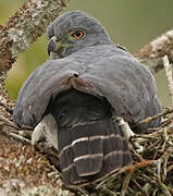 Double-toothed Kite