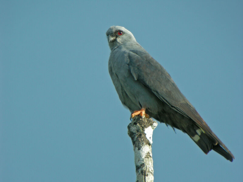 Plumbeous Kite