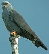 Plumbeous Kite