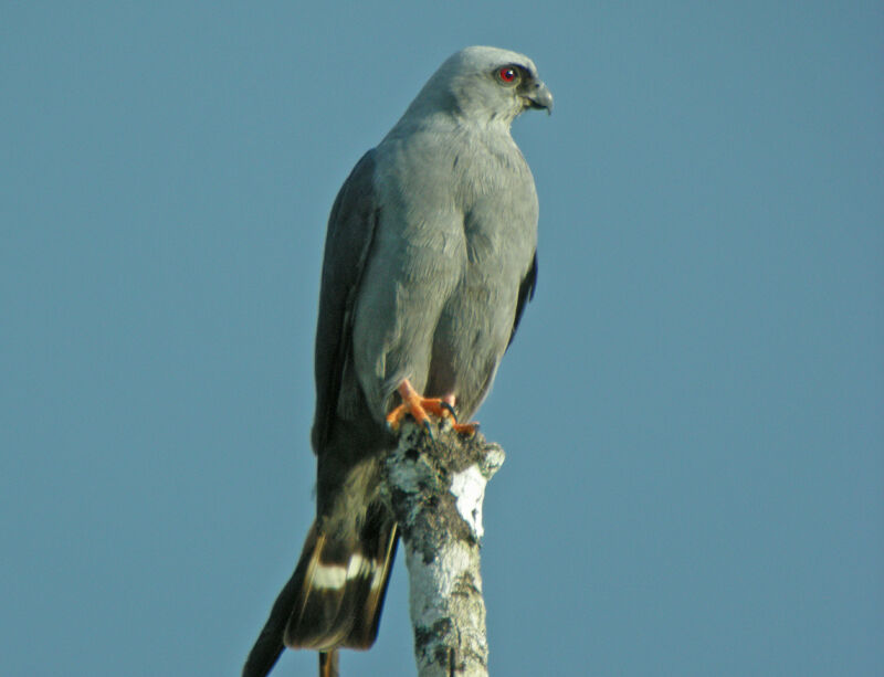 Plumbeous Kiteadult