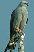 Plumbeous Kite