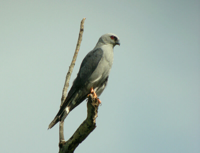 Plumbeous Kite