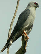 Plumbeous Kite