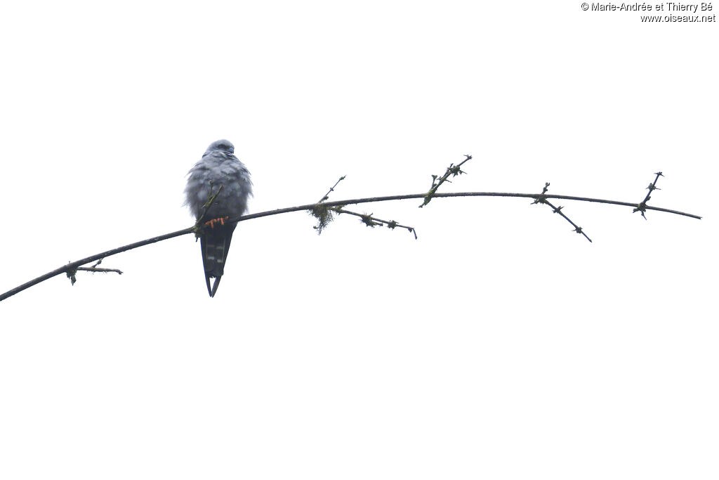 Plumbeous Kite