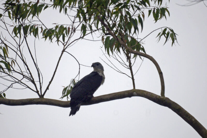 Grey-headed Kite