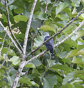 Grey-headed Kite