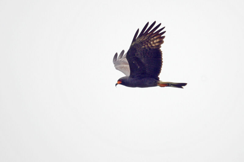 Snail Kite