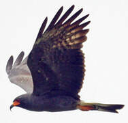 Snail Kite