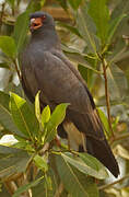 Snail Kite