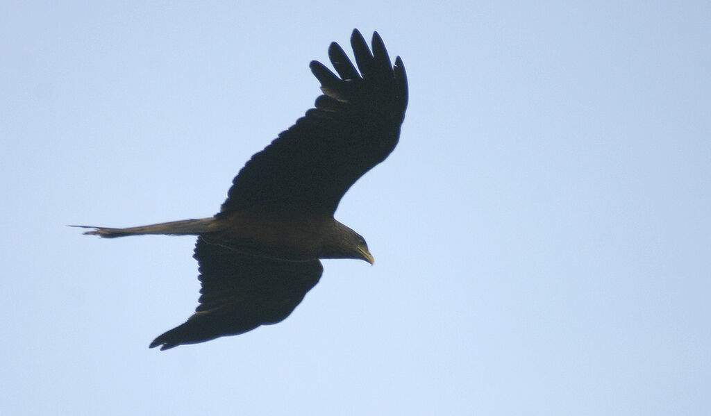 Black Kite