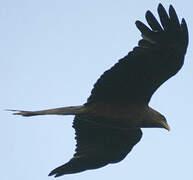 Black Kite