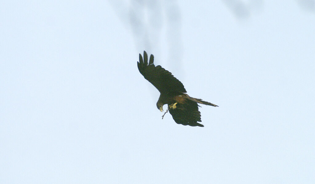 Black Kite