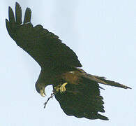 Black Kite