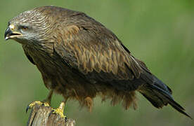 Black Kite