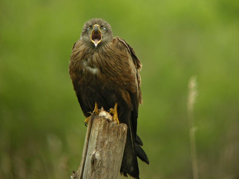 Black Kite