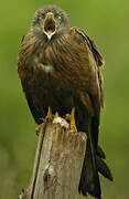 Black Kite