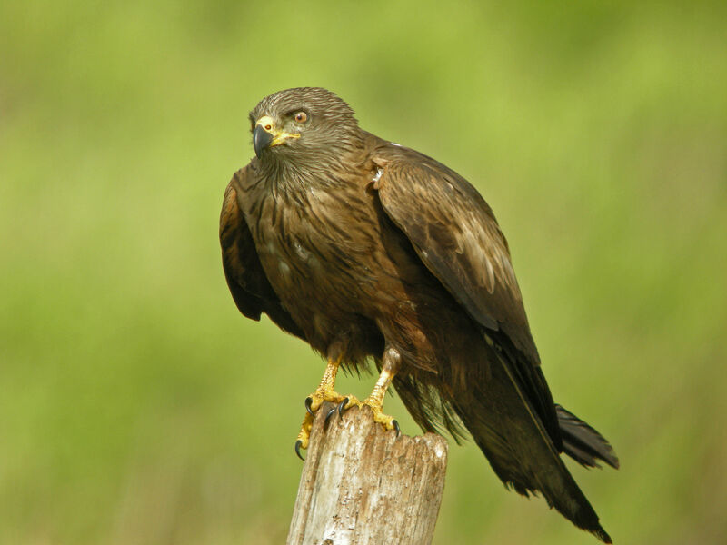 Black Kite