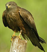 Black Kite