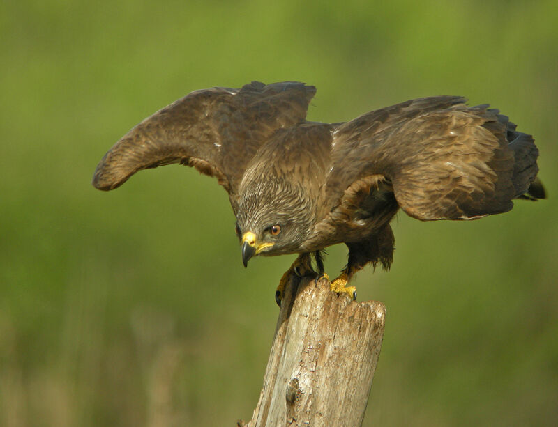 Black Kite