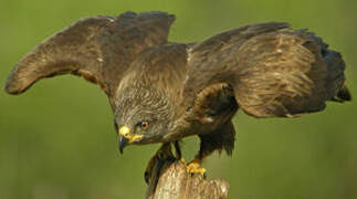 Black Kite