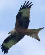 Red Kite