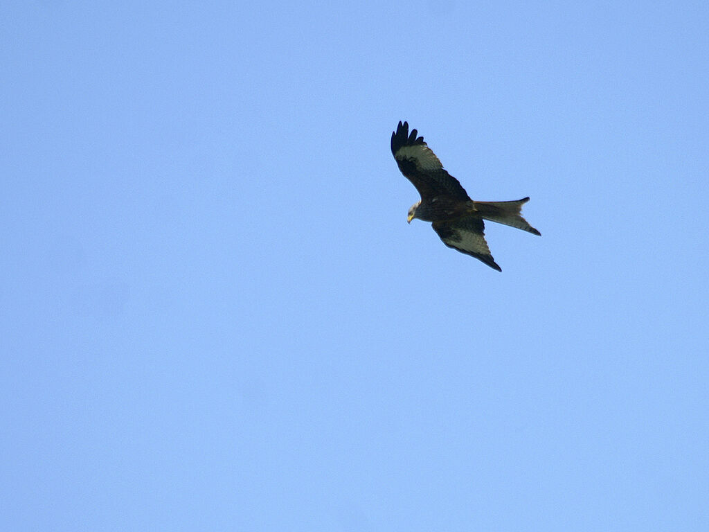 Red Kite