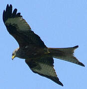 Red Kite