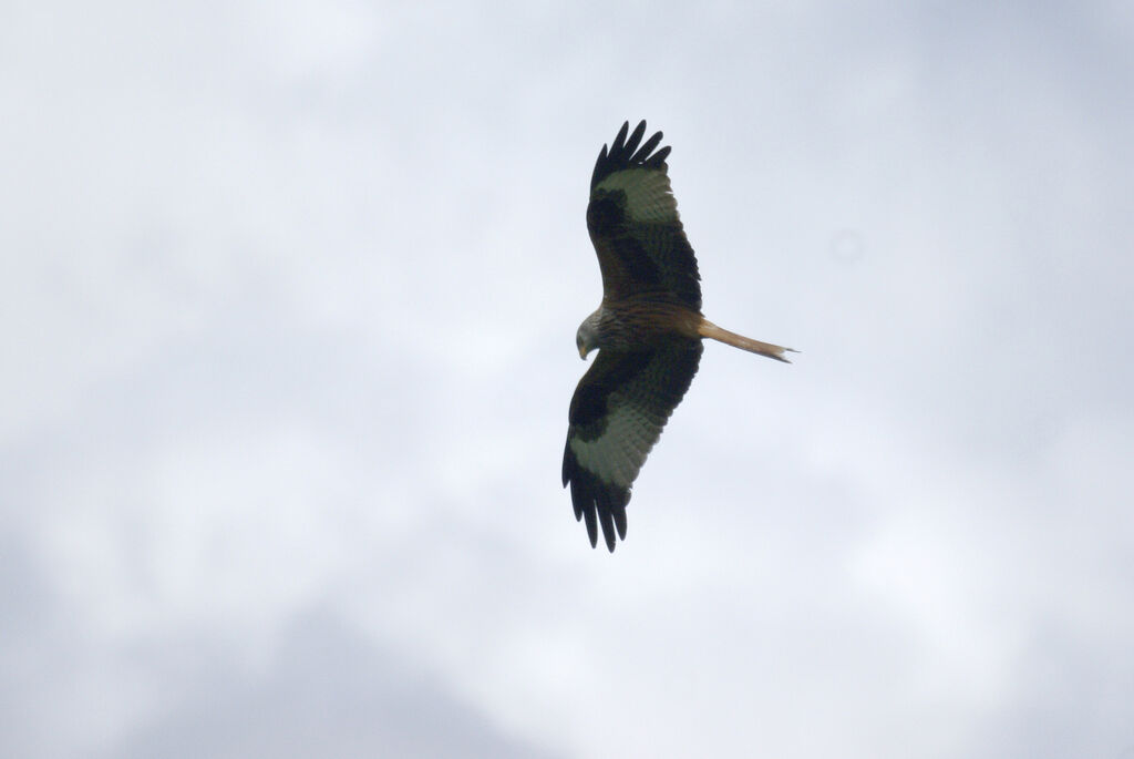 Red Kite