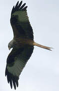 Red Kite